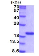 SDS-PAGE - Recombinant Mouse Cyclophilin A protein (AB202256), expandable thumbnail