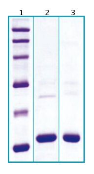 SDS-PAGE - Recombinant Mouse Cystatin C protein (AB63286), expandable thumbnail