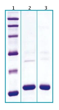 SDS-PAGE - Recombinant Mouse Cystatin C protein (AB63286)