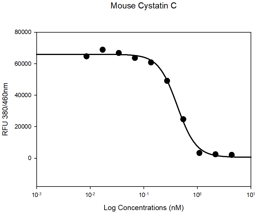 Recombinant mouse Cystatin C protein (Active)