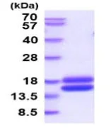 SDS-PAGE - Recombinant mouse Cystatin C protein (Active) (AB265859)