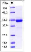 SDS-PAGE - Recombinant Mouse Cystatin F protein (Fc Chimera) (AB276799)