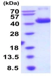 SDS-PAGE - Recombinant Mouse Decorin protein (AB206790)