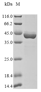 SDS-PAGE - Recombinant Mouse DHODH protein (AB289736), expandable thumbnail