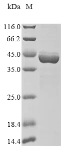 SDS-PAGE - Recombinant Mouse DHODH protein (AB289736)