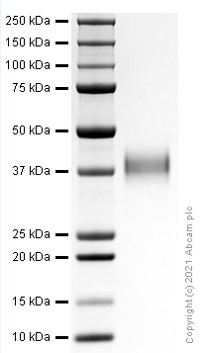 SDS-PAGE - Recombinant mouse DKK1 protein (Active) (AB281791), expandable thumbnail