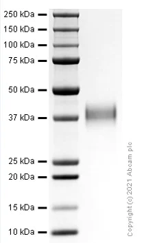 SDS-PAGE - Recombinant mouse DKK1 protein (Active) (AB281791)