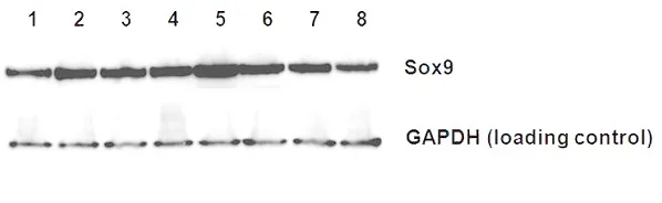 Functional Studies - Recombinant Mouse DLK-1 protein (Fc fragment) (AB108574)