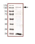 Recombinant Mouse Dnmt1 protein