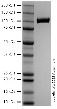 SDS-PAGE - Recombinant Mouse DPP4 Protein (Active) (AB290094)