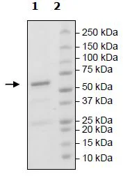 SDS-PAGE - Recombinant mouse DRAK2 protein (Active) (GST tag N-Terminus) (AB271491)