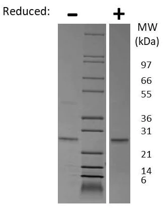 SDS-PAGE - Recombinant Mouse EBI3 protein (AB269239)