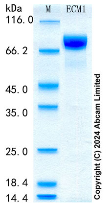 SDS-PAGE - Recombinant Mouse ECM1 Protein Standard (His tag) (AB316682), expandable thumbnail