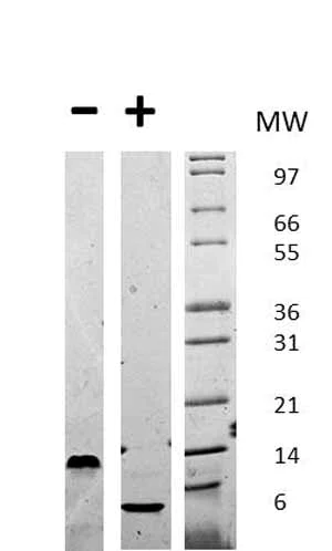 Western blot - Recombinant mouse EGF protein (AB72994)