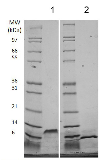SDS-PAGE - Recombinant mouse EGF protein (Animal Free) (AB206643), expandable thumbnail