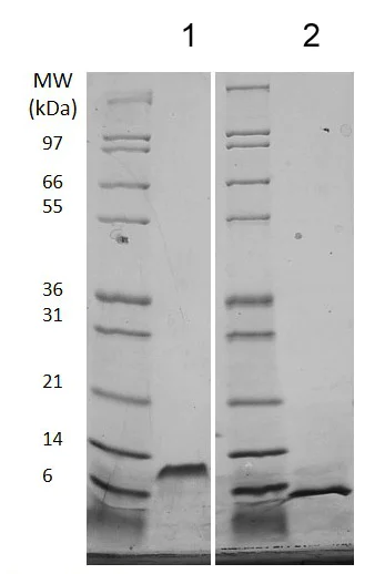 SDS-PAGE - Recombinant mouse EGF protein (Animal Free) (AB206643)
