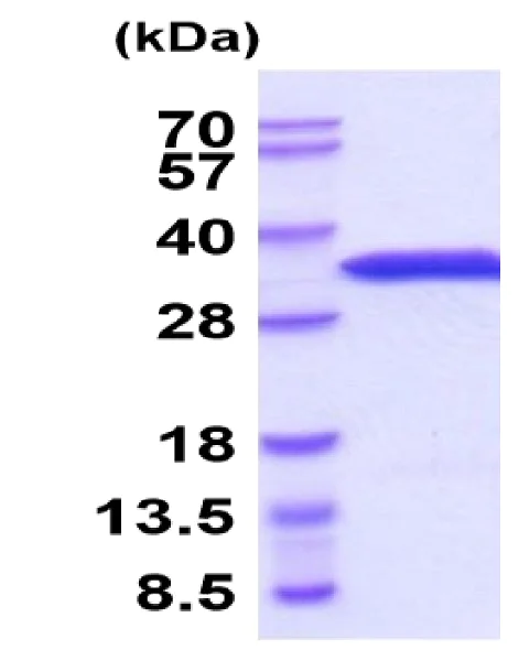 SDS-PAGE - Recombinant Mouse eIF4E protein (His tag N-Terminus) (AB222974)