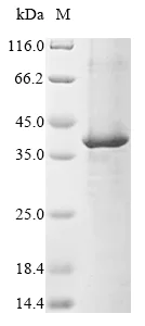 SDS-PAGE - Recombinant Mouse Embigin homolog protein (AB289737)