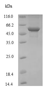 SDS-PAGE - Recombinant Mouse ENO1 protein (His tag) (AB235075)