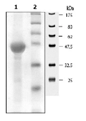 SDS-PAGE - Recombinant Mouse ERK2 (mutated K52R) protein (His tag N-Terminus) (AB62568)