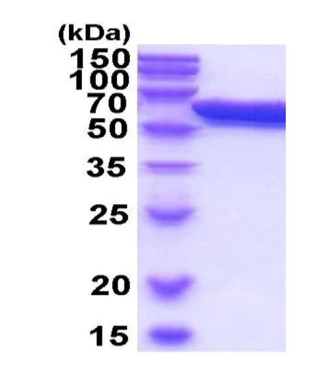 SDS-PAGE - Recombinant mouse ERp57 protein (Active) (AB222976)