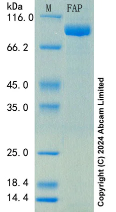 SDS-PAGE - Recombinant Mouse FAP Protein Standard (AB316662)