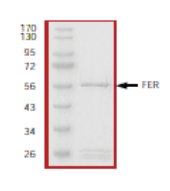 SDS-PAGE - Recombinant mouse FER protein (AB56258), expandable thumbnail