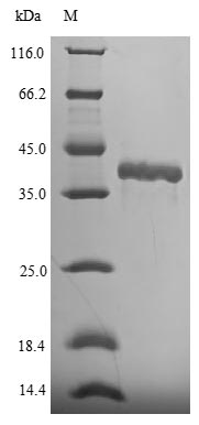 SDS-PAGE - Recombinant Mouse FGF-15 protein (AB315426)