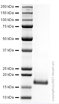 SDS-PAGE - Recombinant Mouse FGF 23 protein (Active) (AB282386), expandable thumbnail