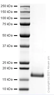SDS-PAGE - Recombinant Mouse FGF 23 protein (Active) (AB282386)