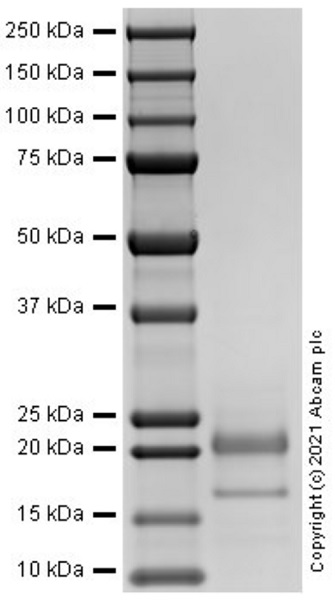 SDS-PAGE - Recombinant Mouse FGF1 protein (AB287946)