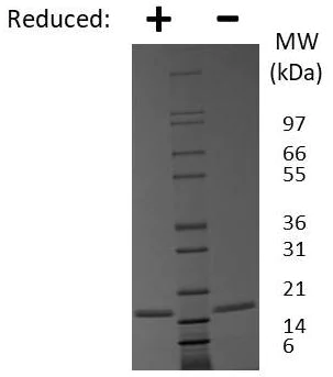 SDS-PAGE - Recombinant mouse FGF1 protein (Active) (AB269206)