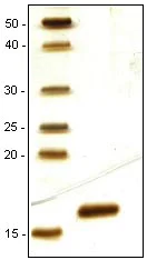 SDS-PAGE - Recombinant mouse FGF2 protein (AB129033)