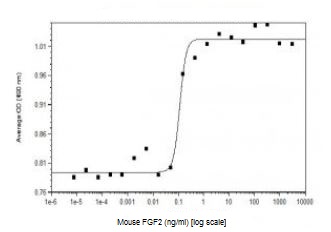 Functional Studies - Recombinant mouse FGF2 protein (Animal Free) (AB229521), expandable thumbnail