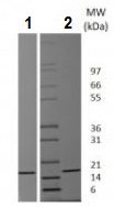 SDS-PAGE - Recombinant mouse FGF2 protein (Animal Free) (AB229521), expandable thumbnail