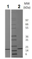 SDS-PAGE - Recombinant mouse FGF2 protein (Animal Free) (AB229521)