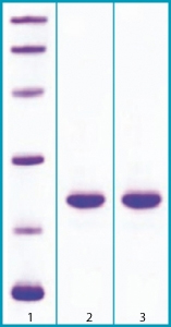SDS-PAGE - Recombinant Mouse FGF21 protein (AB63277), expandable thumbnail