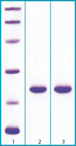 SDS-PAGE - Recombinant Mouse FGF21 protein (AB63277)