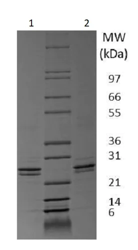 SDS-PAGE - Recombinant mouse FGF9/GAF protein (Active) (AB238299)