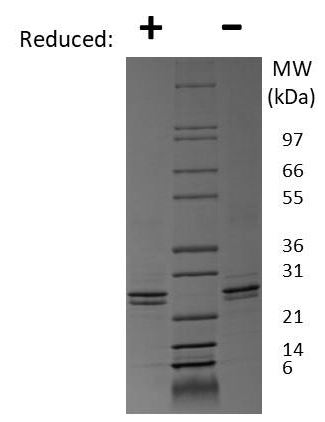 SDS-PAGE - Recombinant mouse FGF9/GAF protein (Active) (AB269182), expandable thumbnail