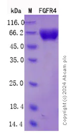 SDS-PAGE - Recombinant Mouse FGFR4 Protein Standard (His tag) (AB316526)