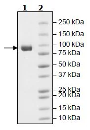 SDS-PAGE - Recombinant Mouse Fibroblast activation protein, alpha (His tag C-Terminus) (AB271506)