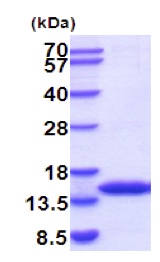 SDS-PAGE - Recombinant Mouse FKBP12 protein (AB201895), expandable thumbnail