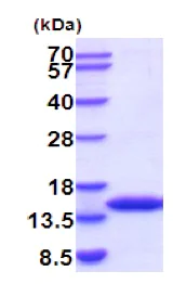 SDS-PAGE - Recombinant Mouse FKBP12 protein (His tag N-Terminus) (AB201895)