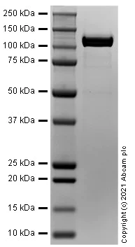 SDS-PAGE - Recombinant Mouse FLT1/VEGF Receptor 1 protein (Active) (AB282387)