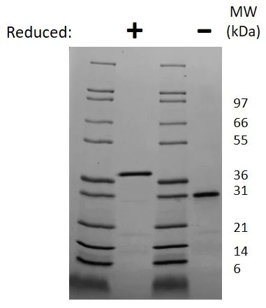 SDS-PAGE - Recombinant mouse Follistatin protein (Active) (AB269229)