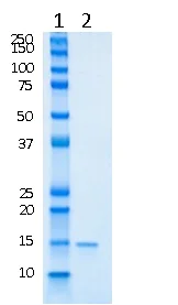 SDS-PAGE - Recombinant Mouse Frataxin protein (AB195175)