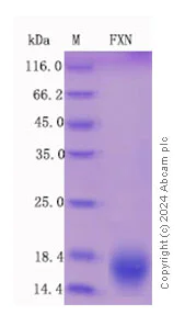 SDS-PAGE - Recombinant Mouse Frataxin Protein Standard (His tag) (AB316411)