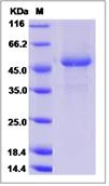 SDS-PAGE - Recombinant Mouse Frizzled 2/FZD2 protein (Fc Chimera) (AB276749)