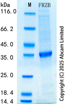 SDS-PAGE - Recombinant Mouse FRZB Protein Standard (His tag) (AB323825)